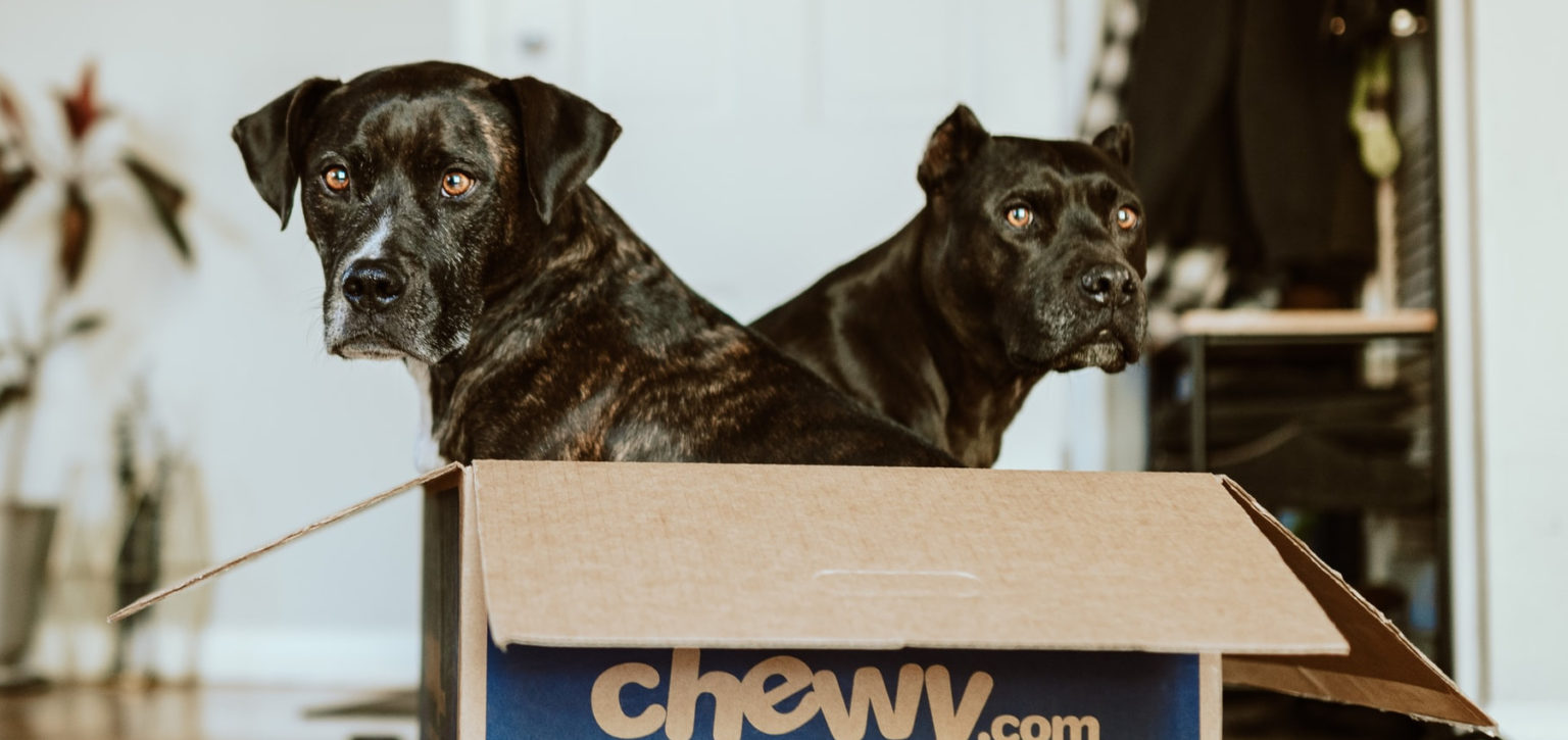 Den Hund an eine Hundetransportbox gewöhnen » Alutransportboxen