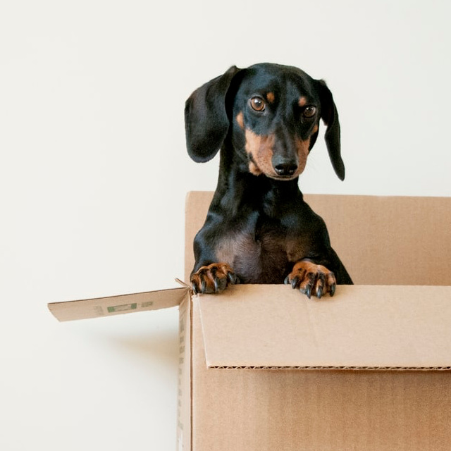 Den Hund an eine Hundetransportbox gewöhnen » Alutransportboxen